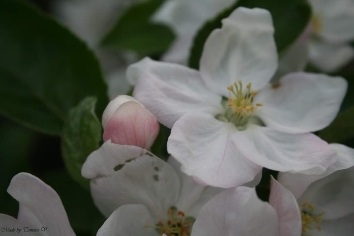 White flower