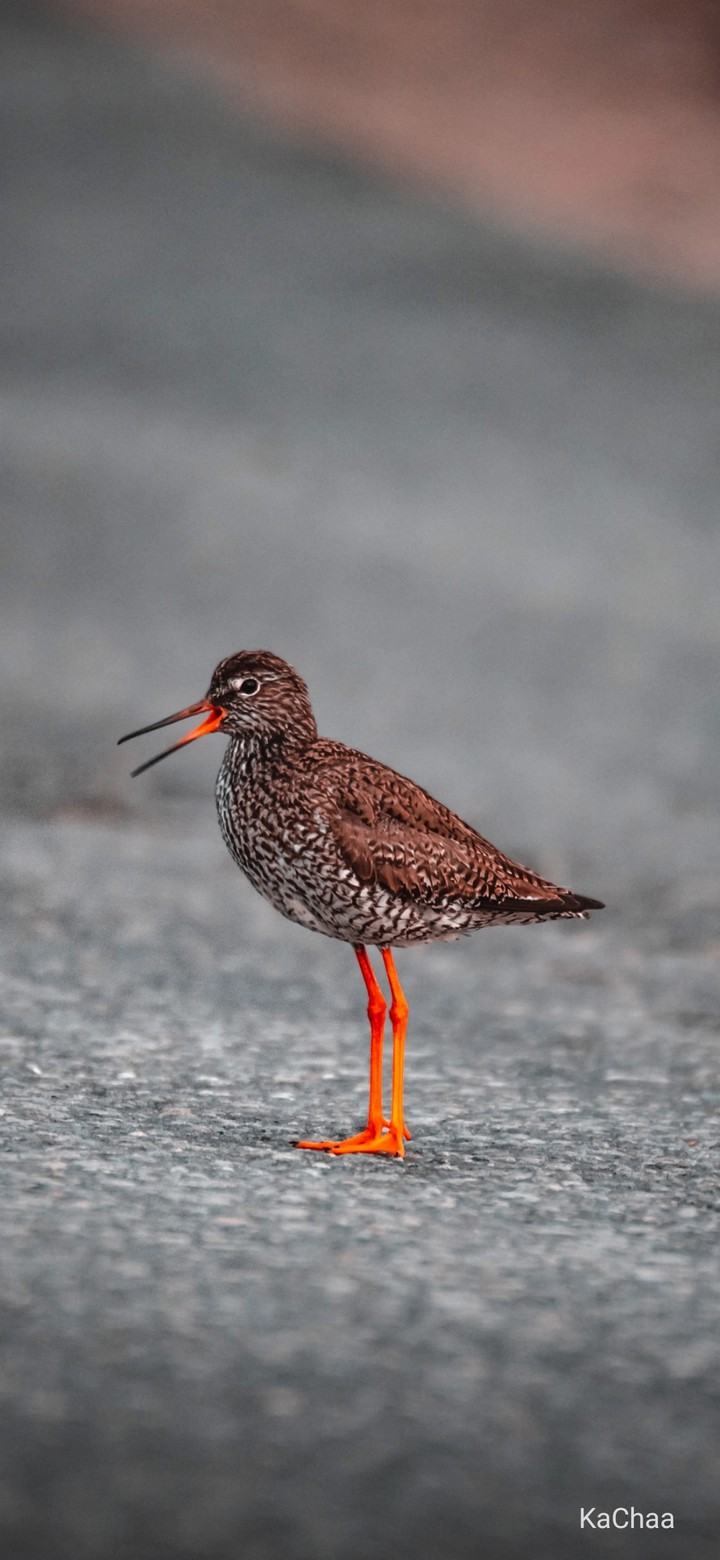 bird