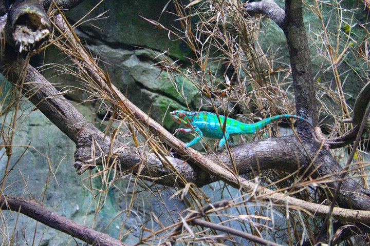 Chameleon, Singapore Zoo