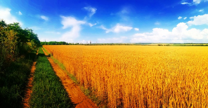 Wheat