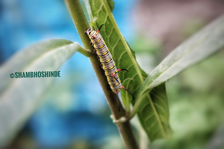 caterpillar