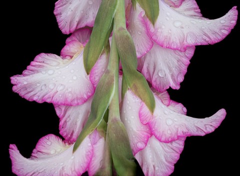 тапети pink, lilies