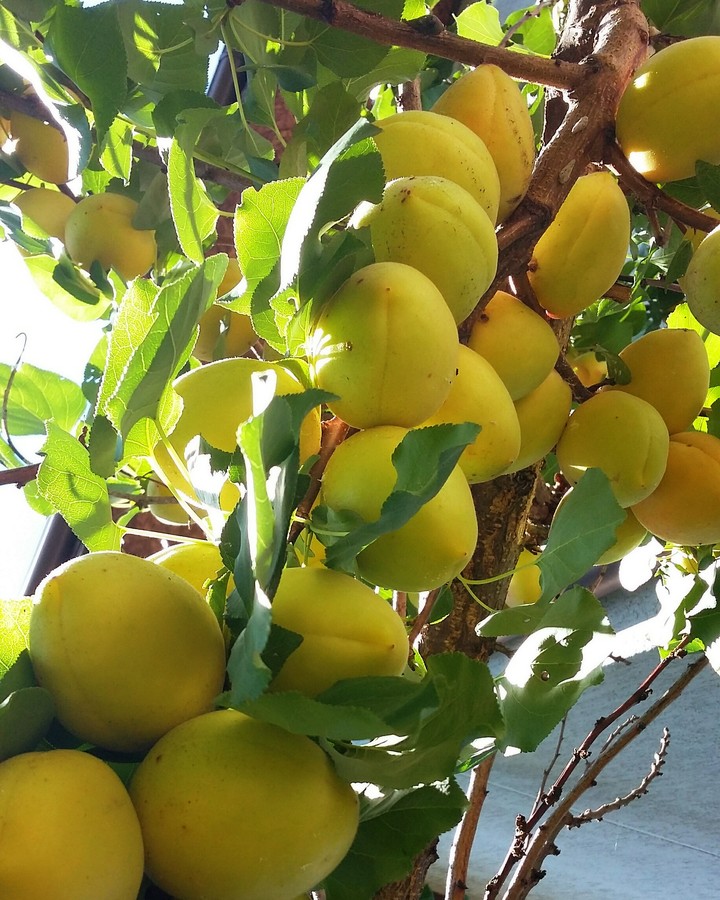 Apricot