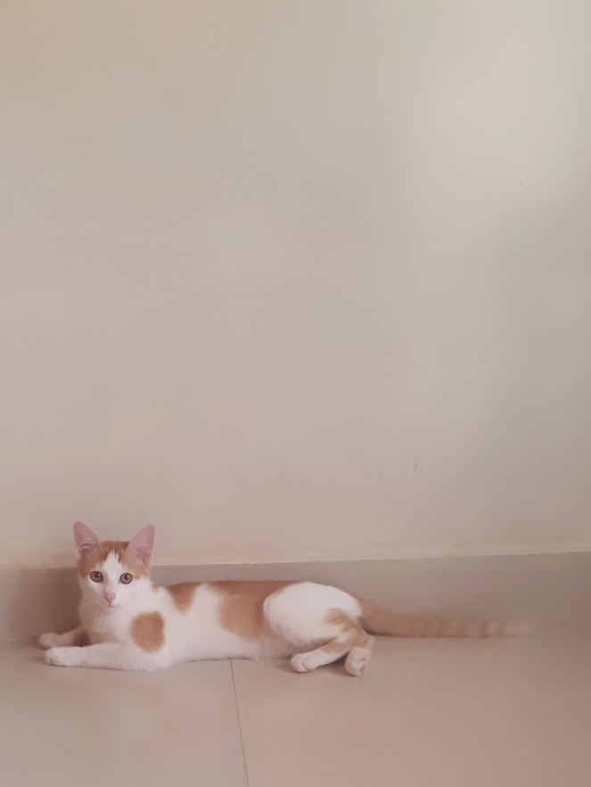 my kittuu... ^^
