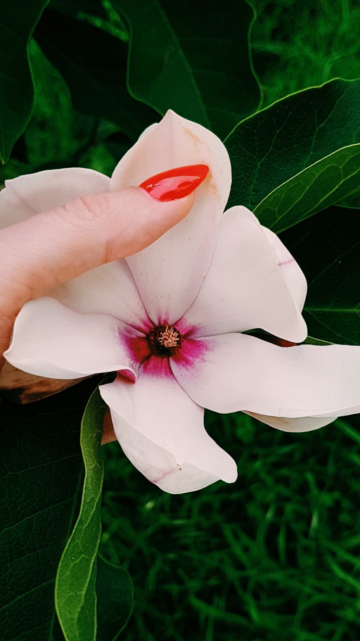 Magnolia