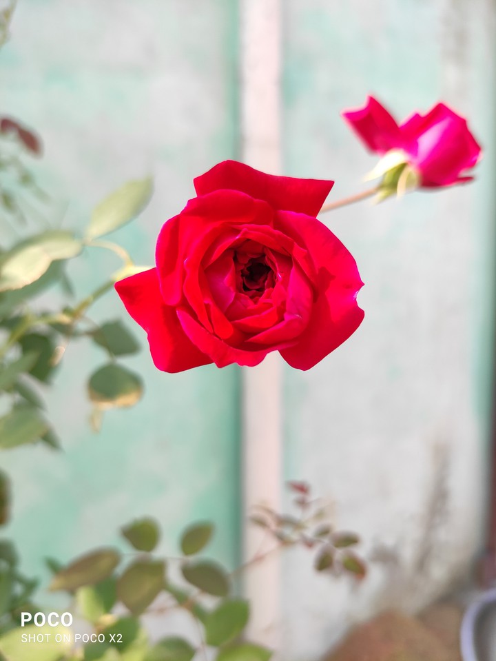 rose