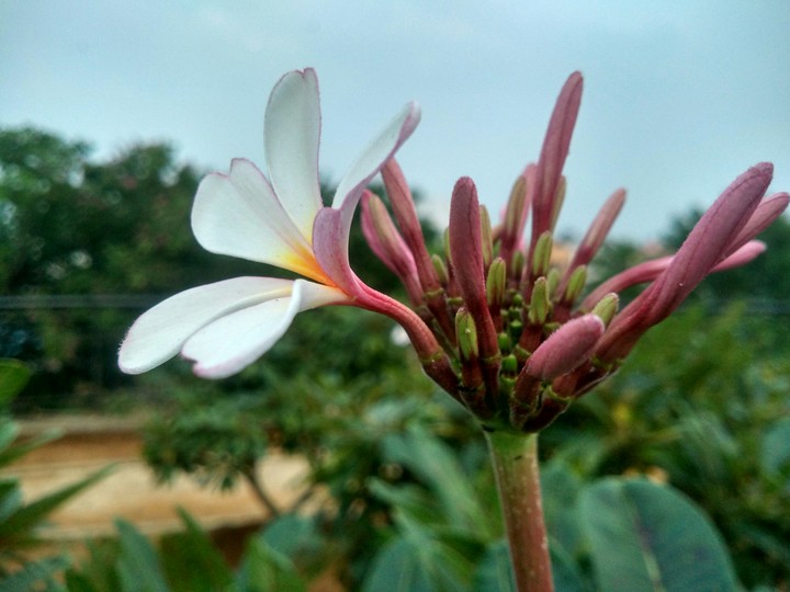 flora
