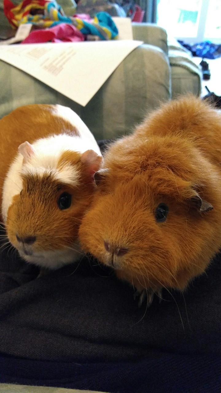 guinea pigs