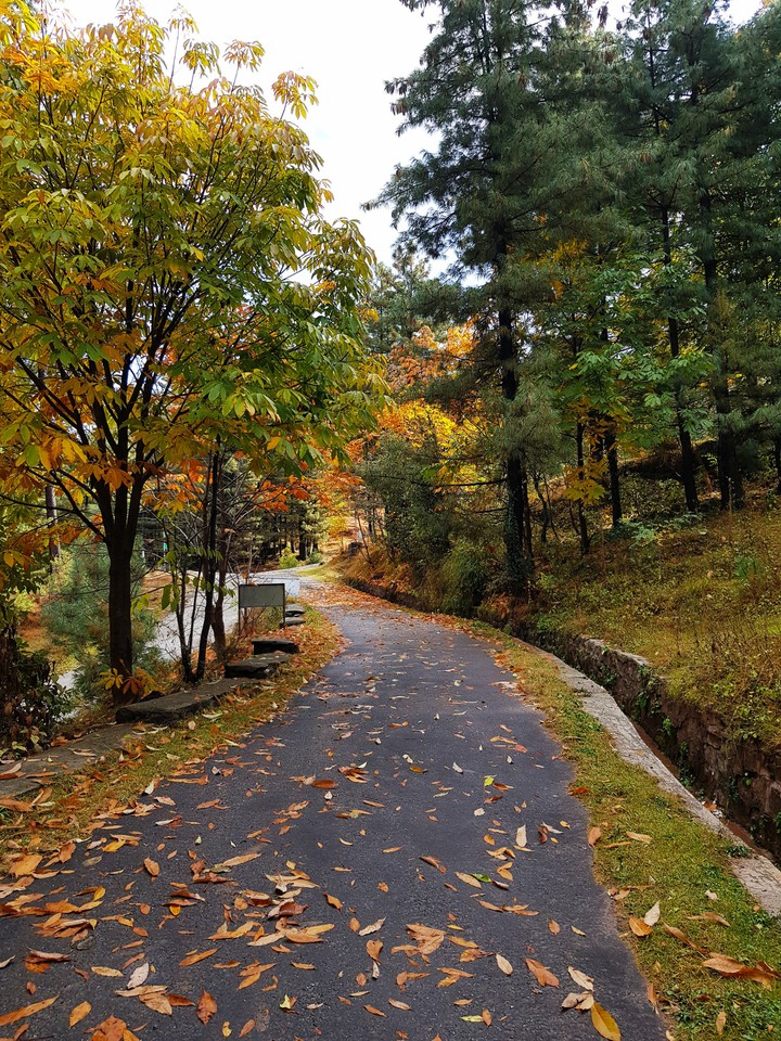 Endless Road