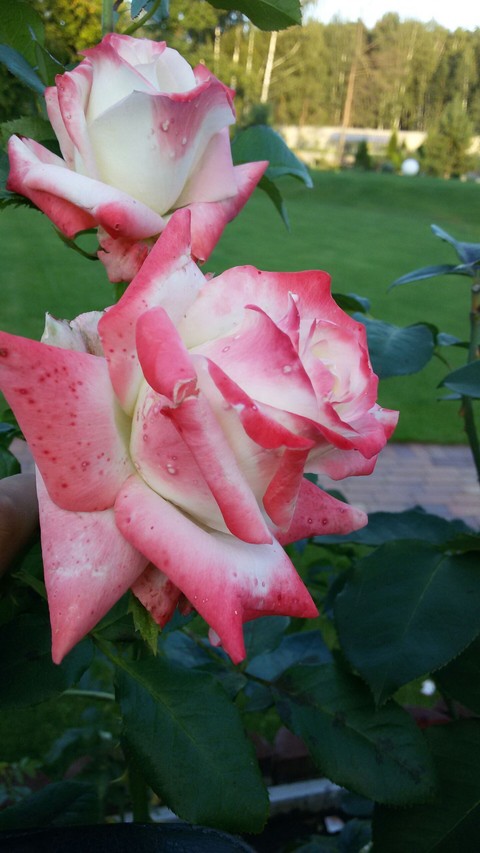 rose
