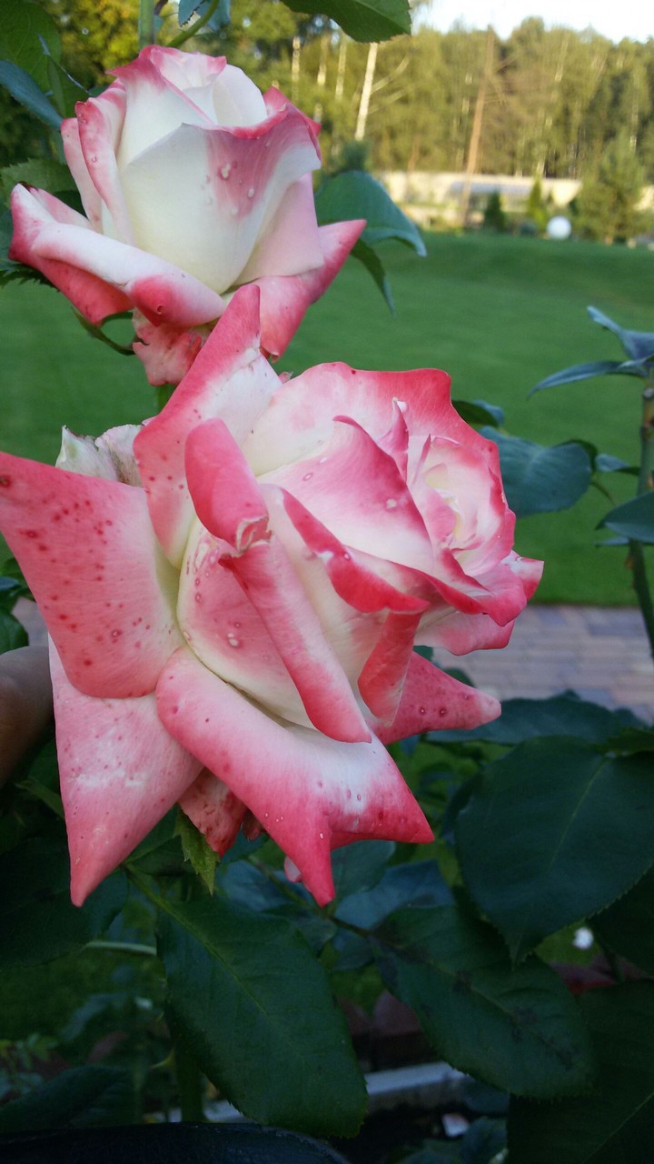 rose