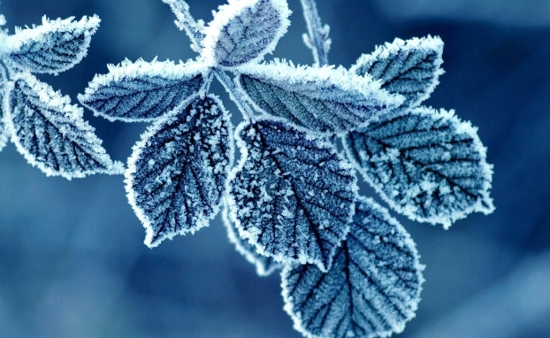 very beautiful leaves