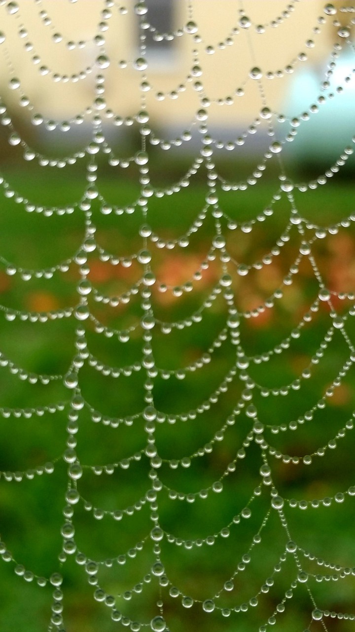 Spinnennetz nach dem Regen