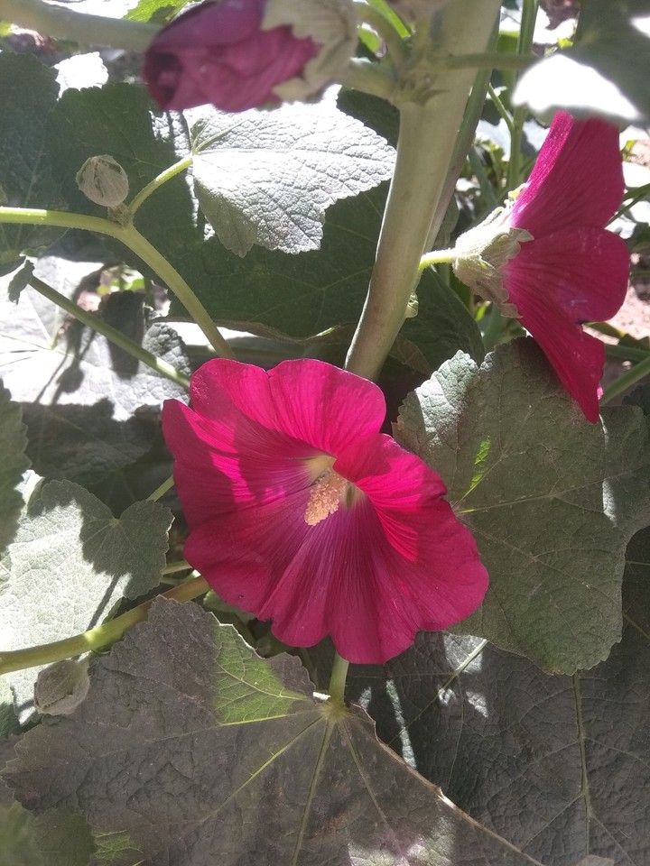 pink malva flower