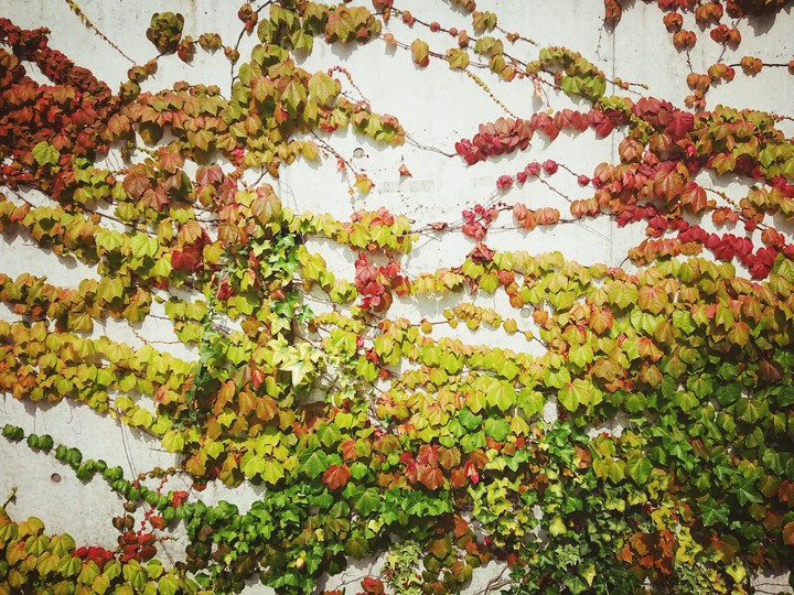 leaf