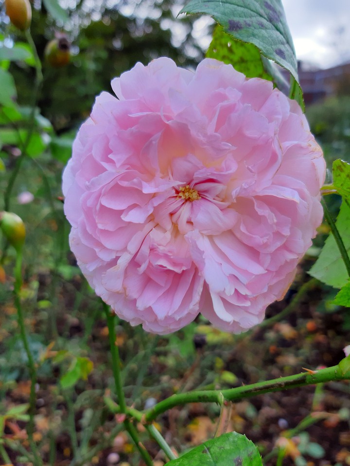 rose