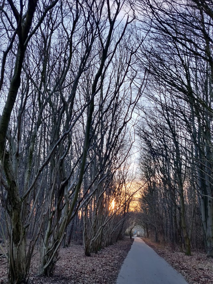 Fruehling