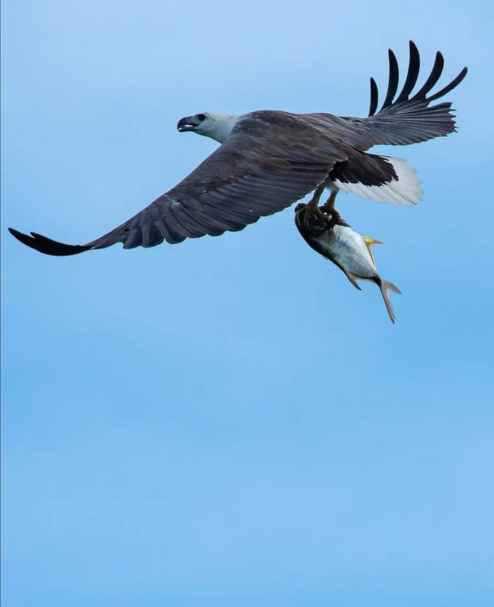 eagle