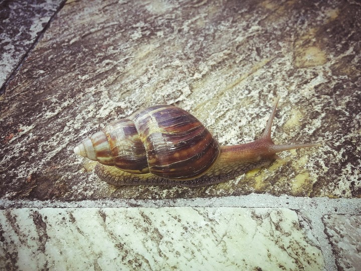 Caracol