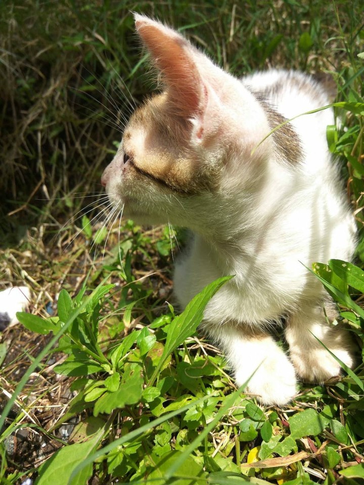 My kitto??