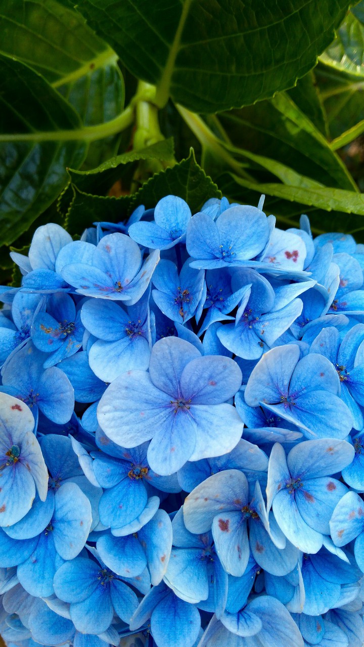 Blue like butterfly
