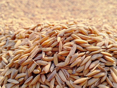 Rice