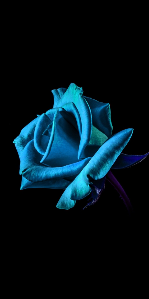 rose, flower wallpapers