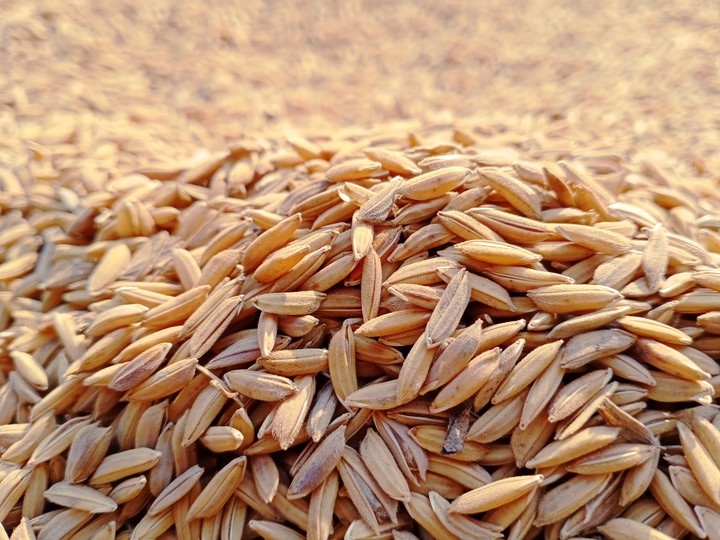 Rice