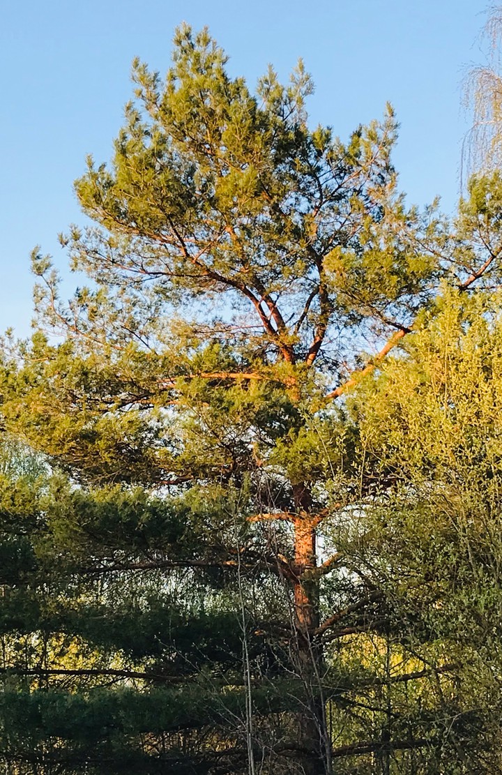 Spring