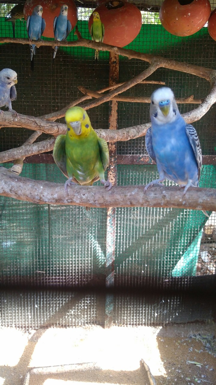 Love Birds ❤
