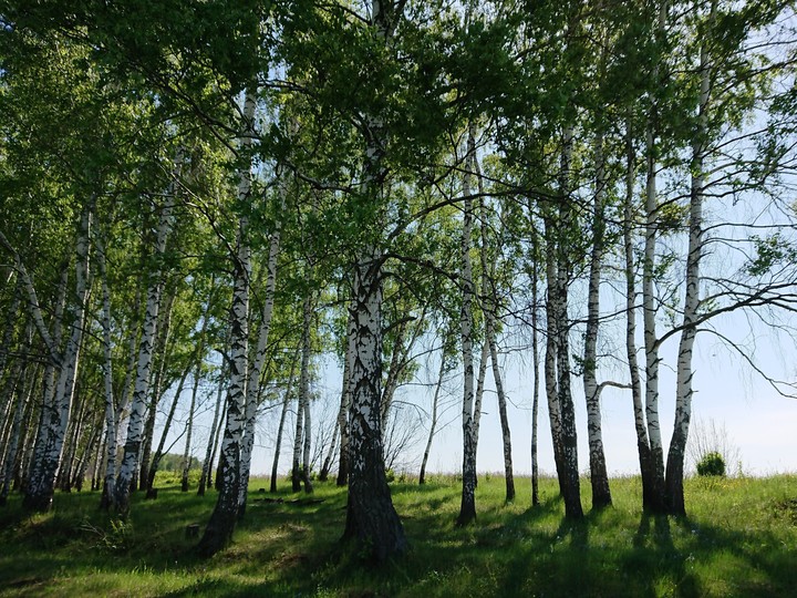 березы