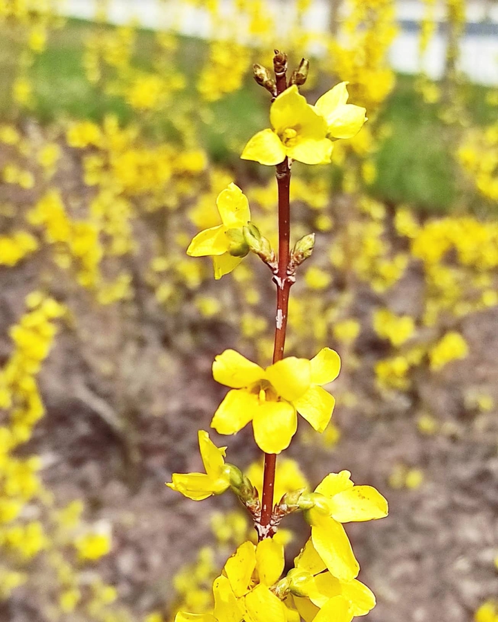 blooming