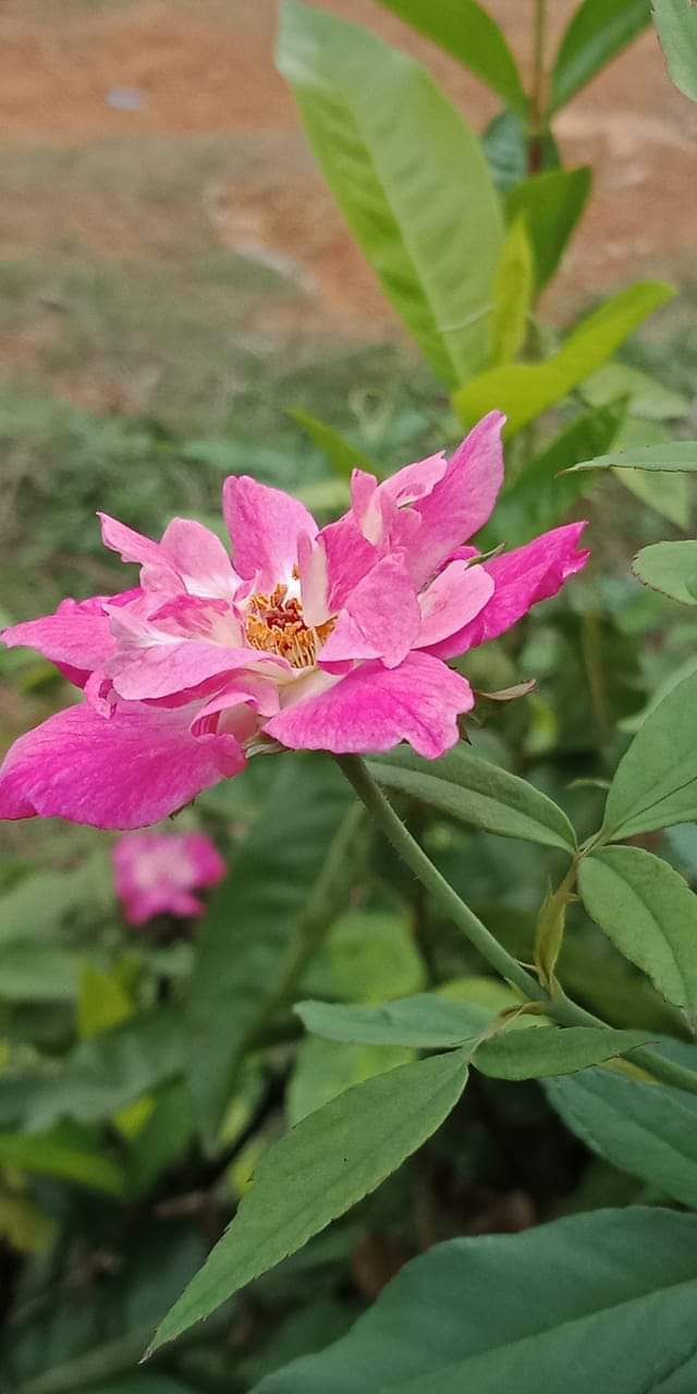 rose