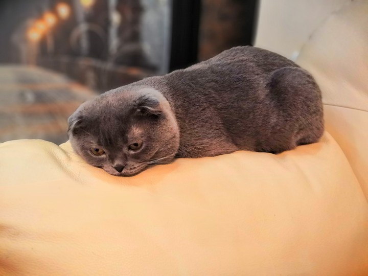 Котейка устал)