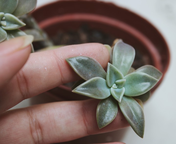 suculenta