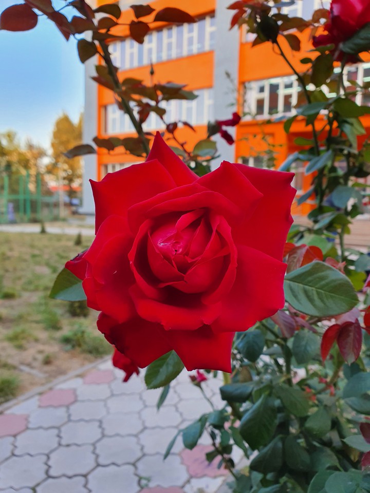 Роза