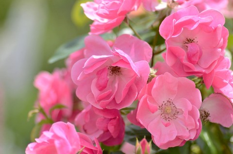 Roses