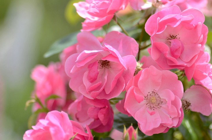 Roses