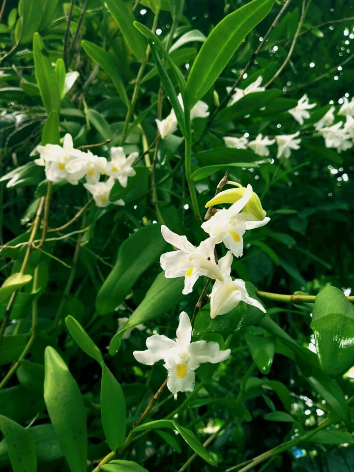 orchid flower