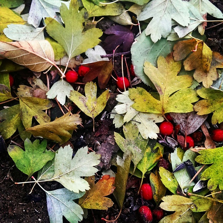 Autumn натюрморт