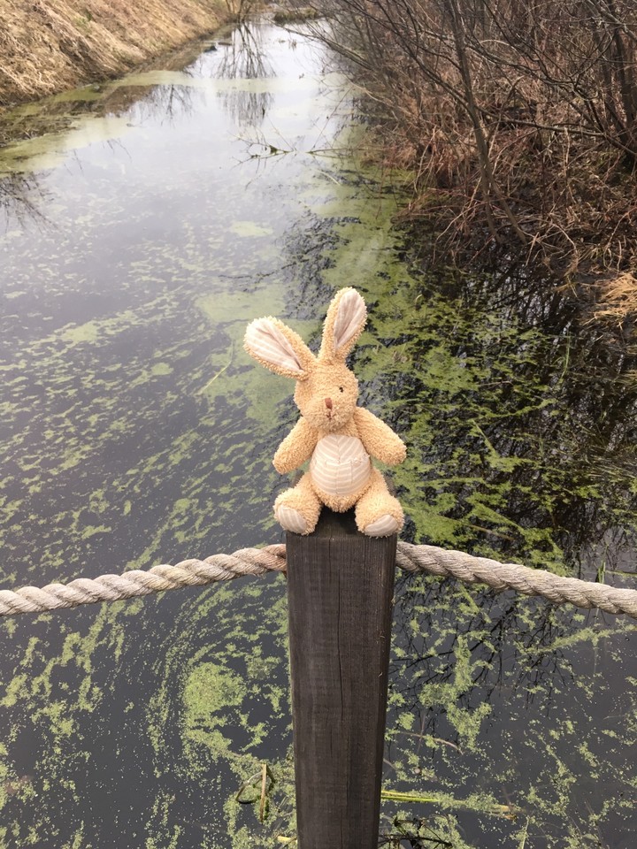 Teddy rabbit near the swamp