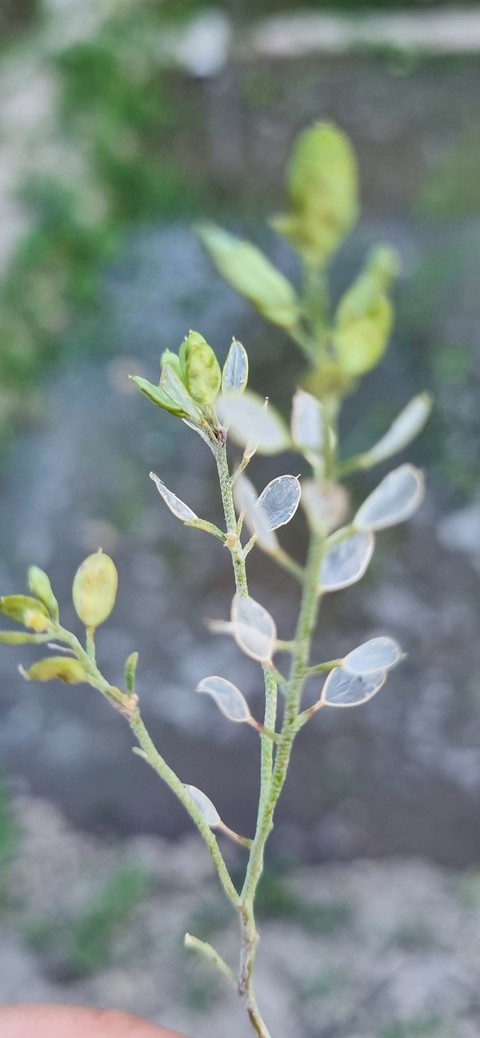 fondos de pantalla branch, subshrub