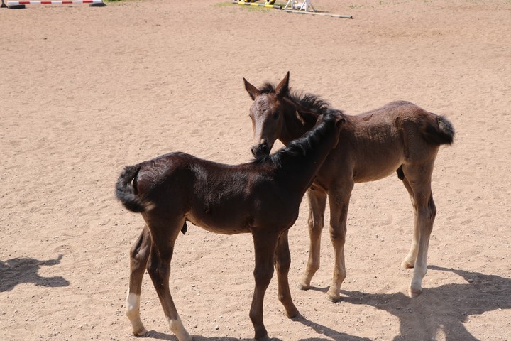 horses