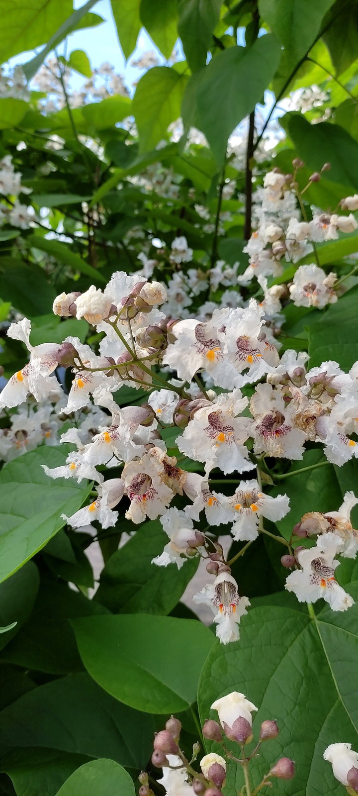 Chestnut