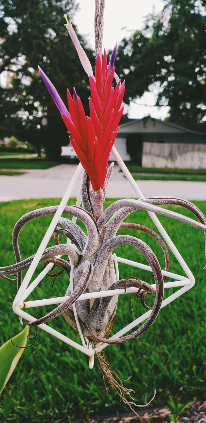 air plant