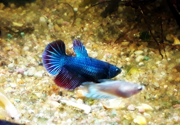 betta