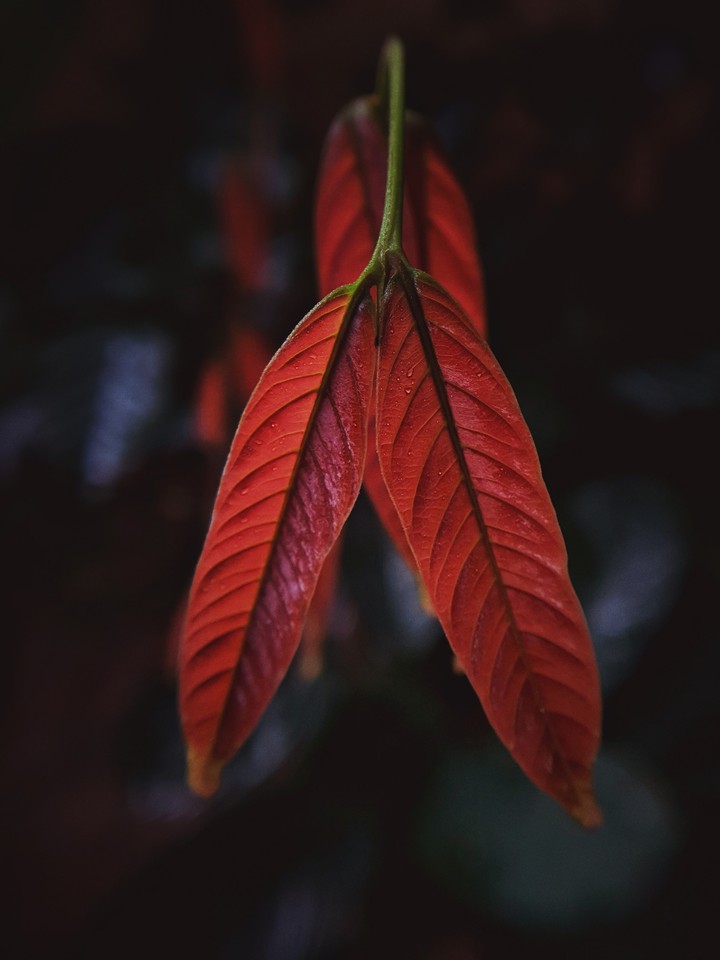 Nature