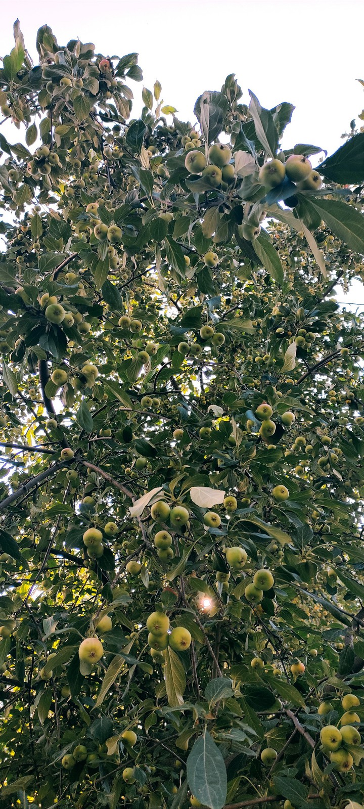 apples