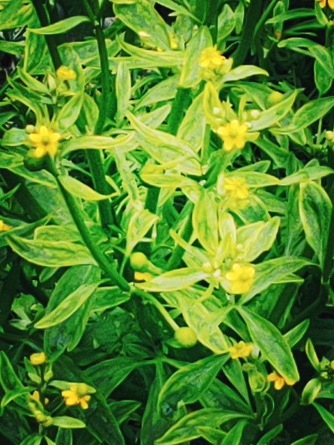 sfondi hypericum, flower