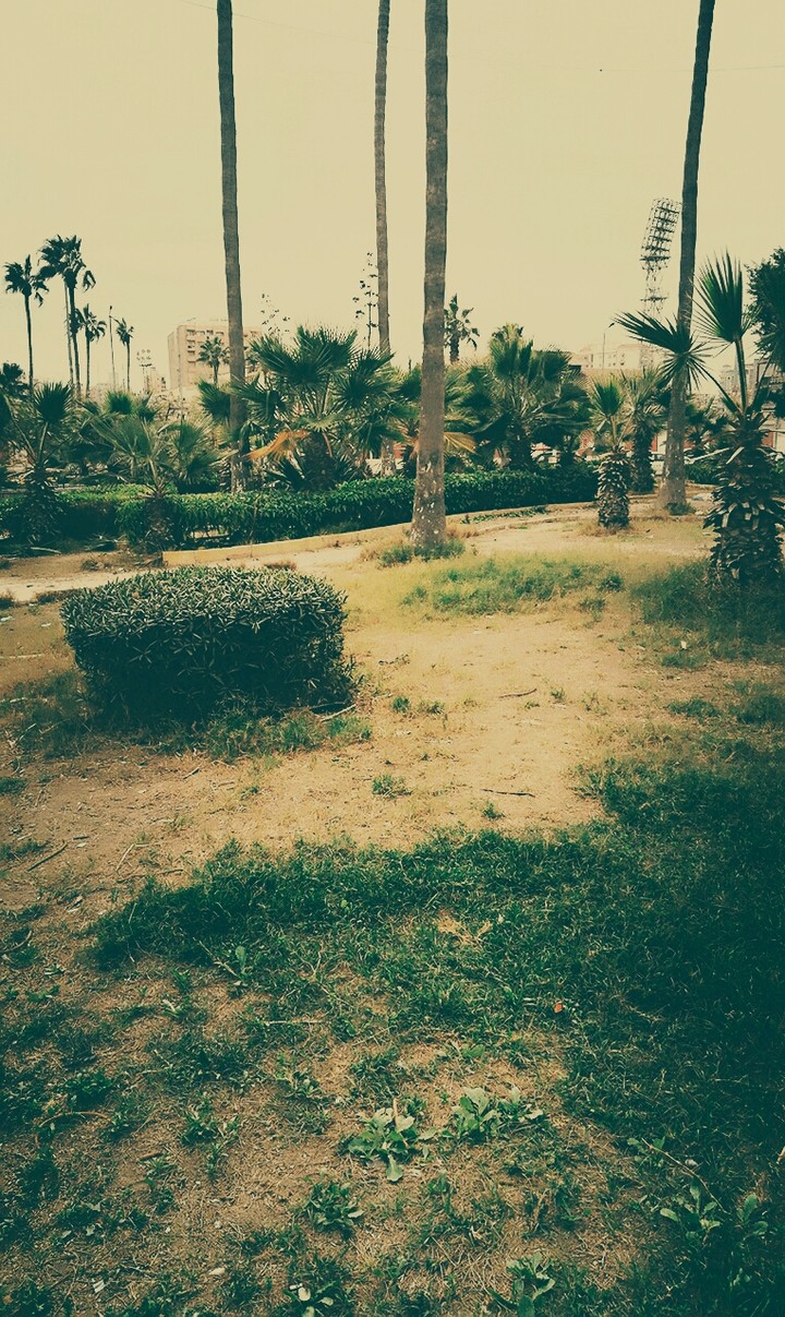 الطبيه
